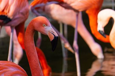 Close-up of birds