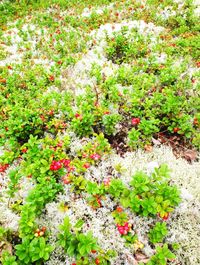 Flowers growing on plant