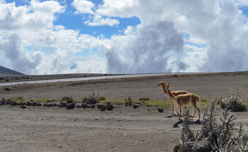 Panoramic view of horse on field against sky