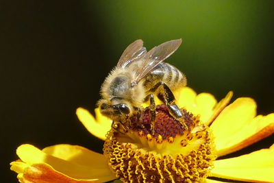 Close-up of bee pollinating on flower