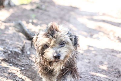 Close-up portrait of dog