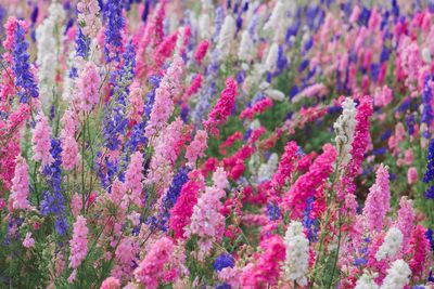 Full frame shot of pink flowering plants on field