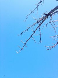 Low angle view of trees against clear blue sky