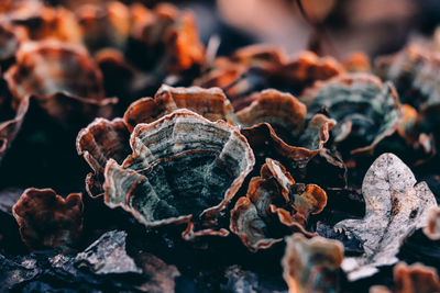 Full frame shot of shells