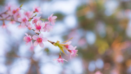 Close-up of pink flowers on tree