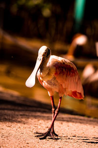 Close-up side view of a bird on land