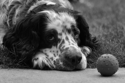 Close-up portrait of a dog