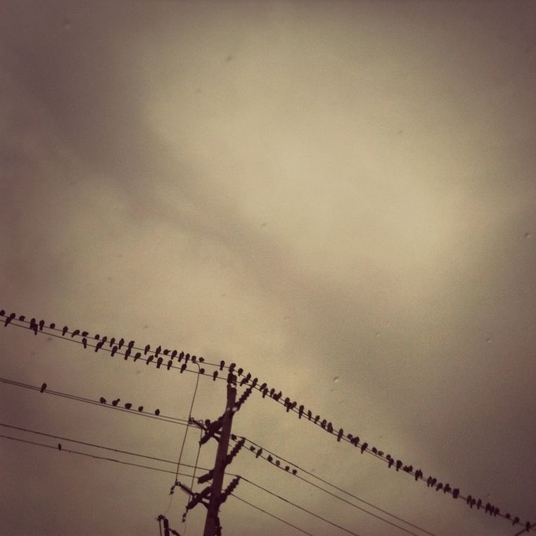 low angle view, silhouette, bird, connection, power line, sky, cable, animal themes, perching, animals in the wild, copy space, in a row, clear sky, wildlife, dusk, electricity, no people, outdoors, electricity pylon