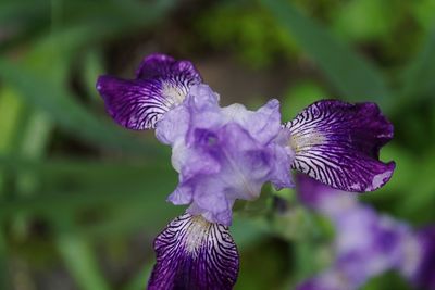 Close-up of purple iris blooming outdoors