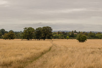 Trees on field against sky