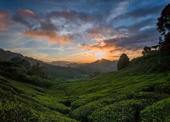 Scenic view of agricultural landscape against sky during sunset