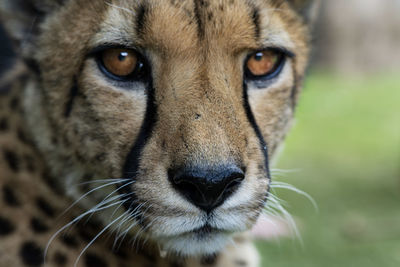 animal
