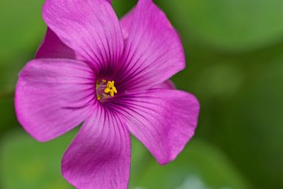 Close-up of purple flower