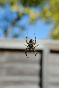 Close-up of spider