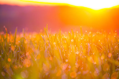 Beautiful fresh spring grass growing in the meadow during sunrise.