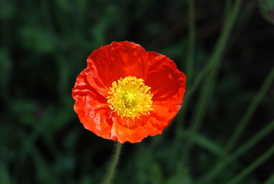 Close-up of orange flower blooming outdoors