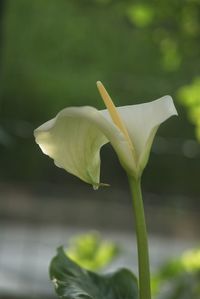 Close-up of flower blooming outdoors