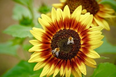 Close-up of honey bee on yellow flower