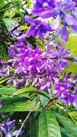 Close-up of purple flowers on branch