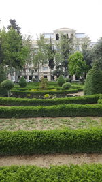 Trees in garden