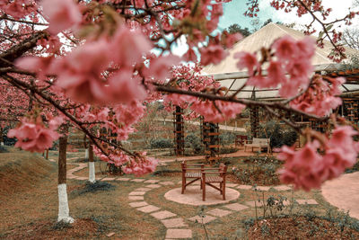 Pink cherry blossoms in park