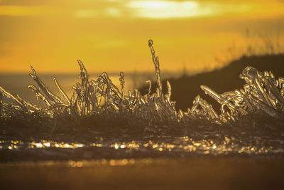 Close-up of frozen plants on field against sky during sunset