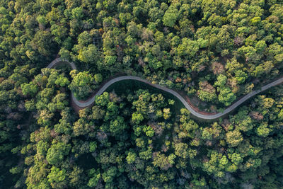 Aerial view of road amidst forest