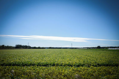 Scenic view of field against clear blue sky