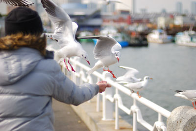 Seagull in flight