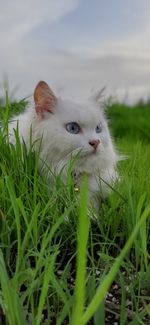 View of a cat on field