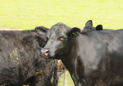 Black angus cattle in the alpine pasture, animal farming in the mountains