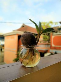 Close-up of small plant on table