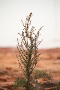 Close-up of plant against clear sky