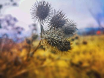 Close-up of dandelion on field