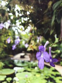 Close-up of purple flowers blooming outdoors