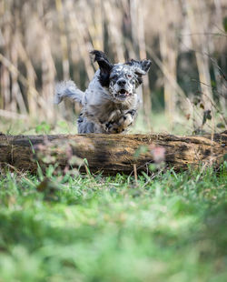 Dog running on field