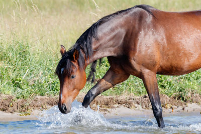 View of horse drinking water