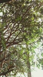 Low angle view of tree against sky