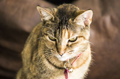 Close-up portrait of cat