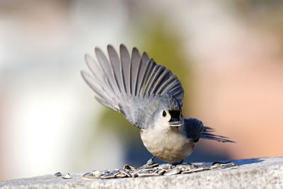 Close-up of bird