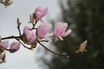 Low angle view of water drops on pink magnolias