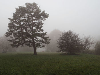 Trees on field against sky
