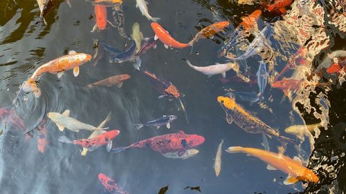 High angle view of koi carps swimming in pond