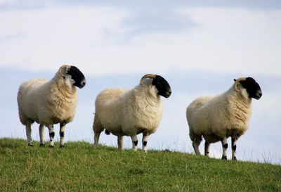 Sheep in a field