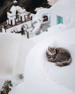 Cat relaxing in a building