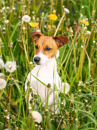 Dog with white and red hair in grass and dandelions