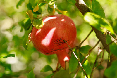 Close-up of red berries on tree