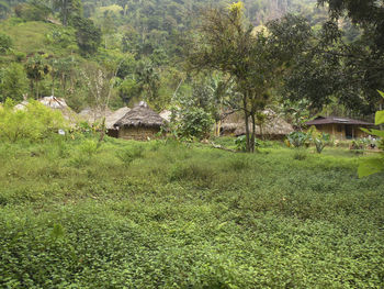 Trees and plants growing on field in village