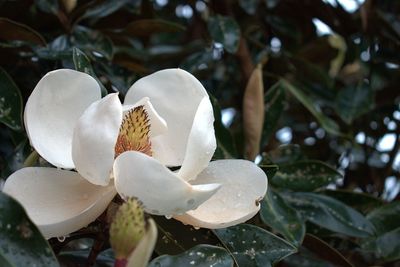 Close-up of white flowering plant