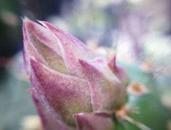 Close-up of pink rose flower